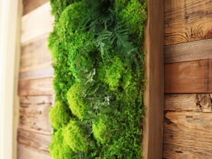 Artisan Moss Plant Art | Million Dollar Gift Ideas