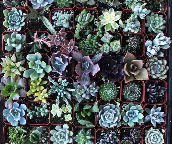 Assorted Succulent Plants Collection