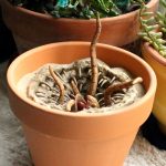 Baby Sarlacc Pit Flower Pot 1