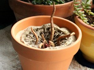 Baby Sarlacc Pit Flower Pot 1
