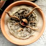 Baby Sarlacc Pit Flower Pot