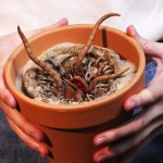 Baby Sarlacc Pit Flower Pot 2