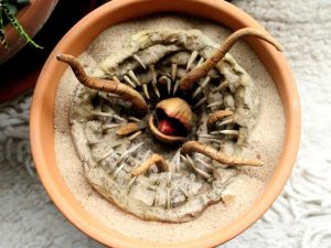 Baby Sarlacc Pit Flower Pot | Million Dollar Gift Ideas
