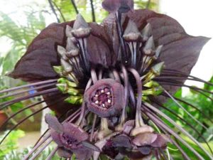 Bat Flower Seeds | Million Dollar Gift Ideas