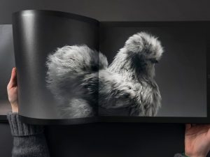 Beautiful Chickens Coffee Table Book | Million Dollar Gift Ideas
