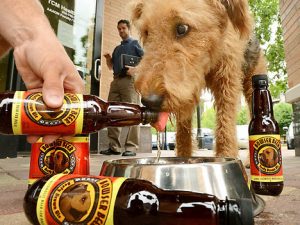 Beer For Dogs | Million Dollar Gift Ideas
