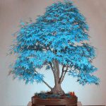 Blue Maple Bonsai Tree Seeds 1