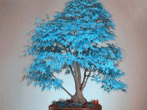Blue Maple Bonsai Tree Seeds 1