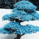 Blue Maple Bonsai Tree Seeds