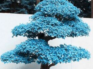 Blue Maple Bonsai Tree Seeds | Million Dollar Gift Ideas