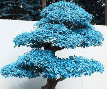 Blue Maple Bonsai Tree Seeds