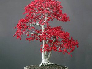 Bonsai Red Maple Tree Starter Kit | Million Dollar Gift Ideas
