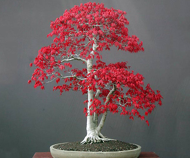 Bonsai Red Maple Tree Starter Kit