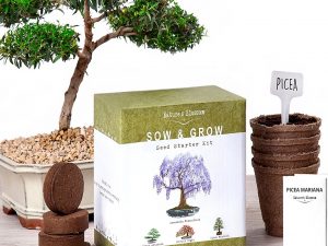 Bonsai Tree Starter Kit | Million Dollar Gift Ideas