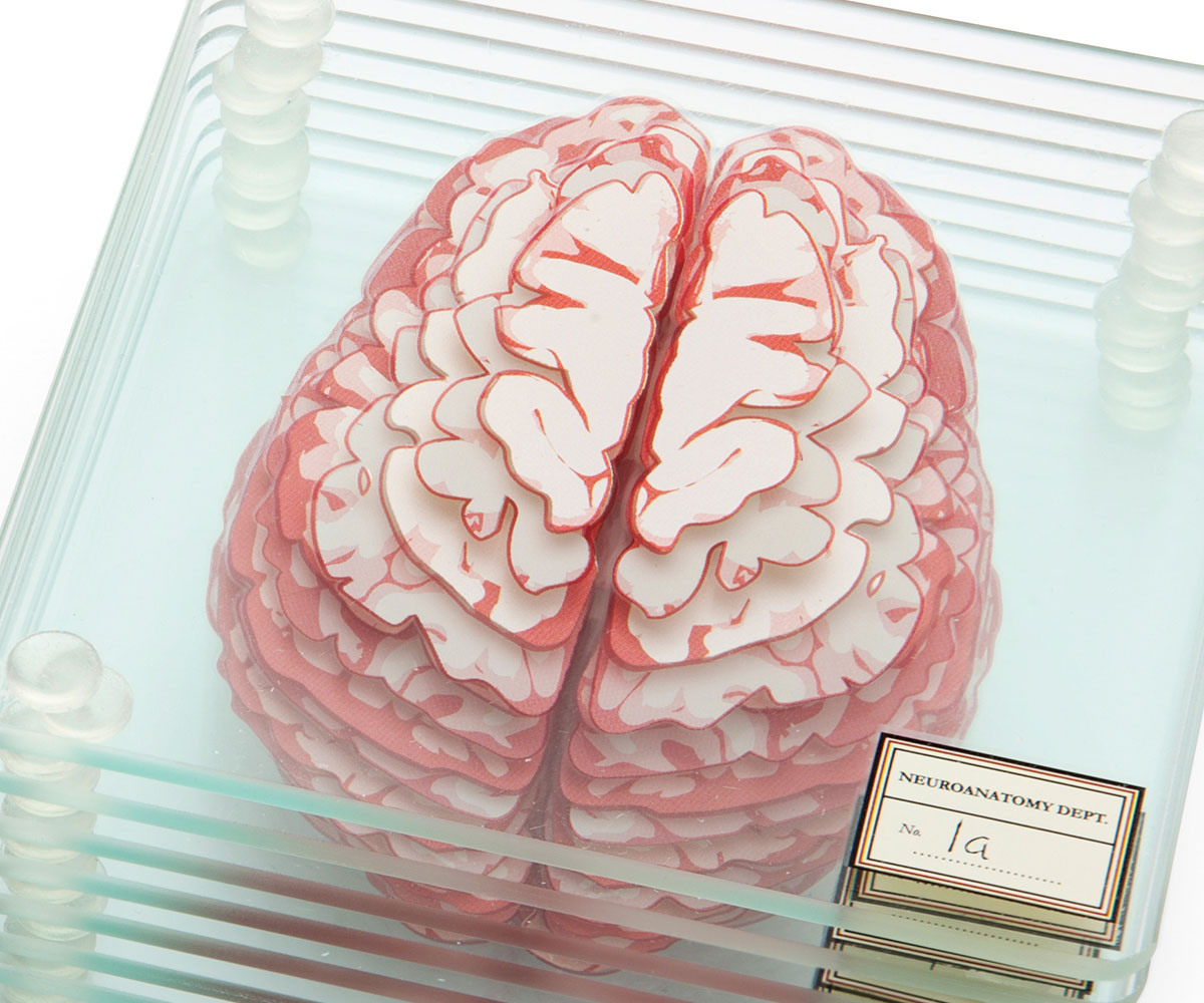 Brain Specimen Coasters 1