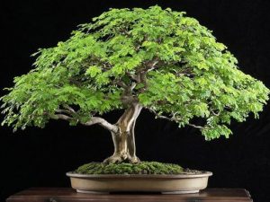 Brazilian Rain Bonsai Tree | Million Dollar Gift Ideas