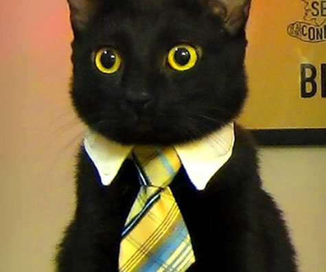 Business Cat Tie