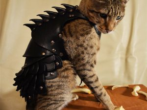 Cat Battle Armor 1