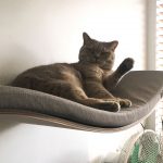 Cat Bed Shelf 1