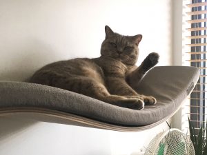 Cat Bed Shelf 1