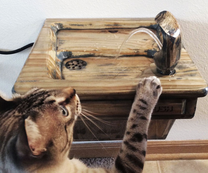 Cat Drinking Fountain 1