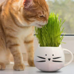 Cat Grass Growing Kit 1