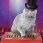 Cat Keyboard Scratcher 1