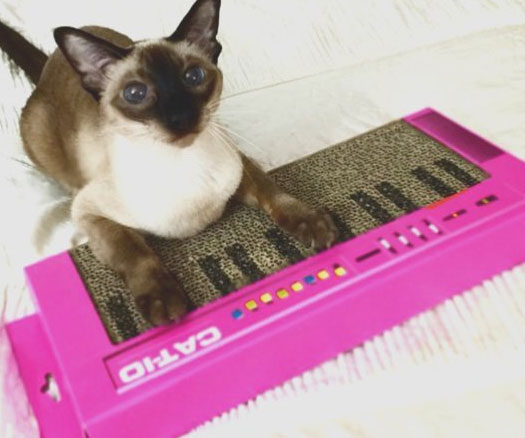 Cat Keyboard Scratcher