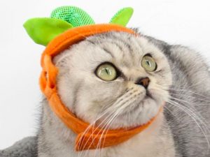 Cat Pumpkin Hat | Million Dollar Gift Ideas