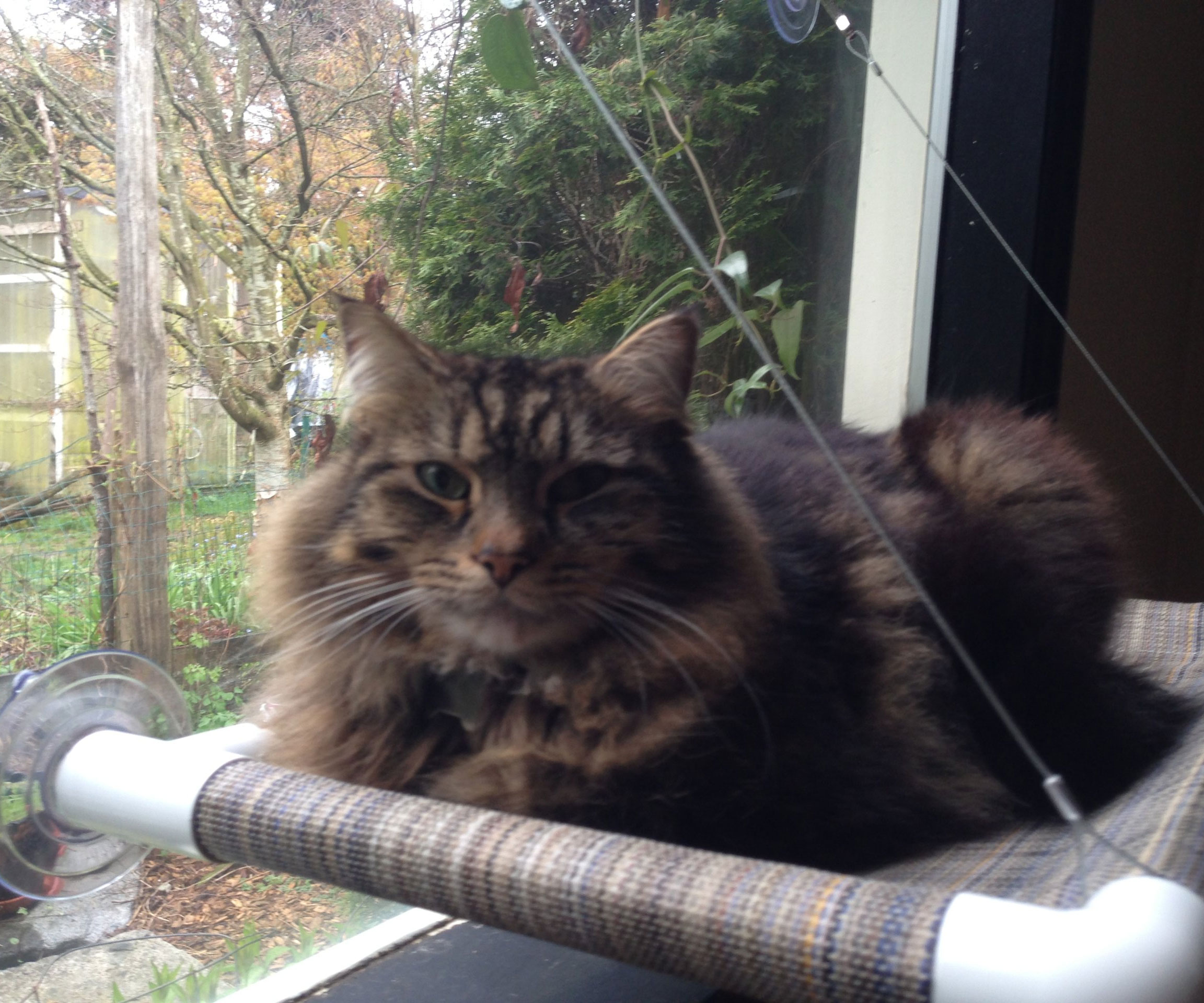Cat Window Perch 1