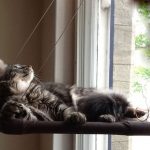 Cat Window Perch 2