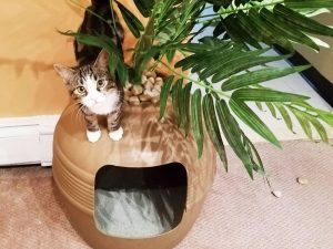 Clay Planter Hidden Cat Litter Box | Million Dollar Gift Ideas