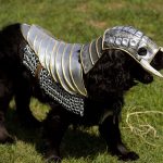 Dog Knight Armor