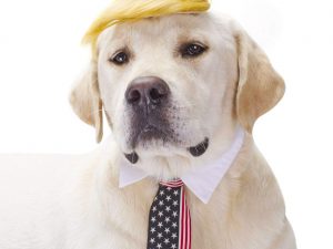 Donald Trump Dog Costume | Million Dollar Gift Ideas