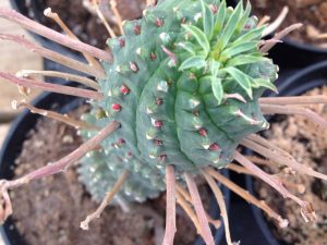 Euphorbia Spiralis Cactus Plant | Million Dollar Gift Ideas