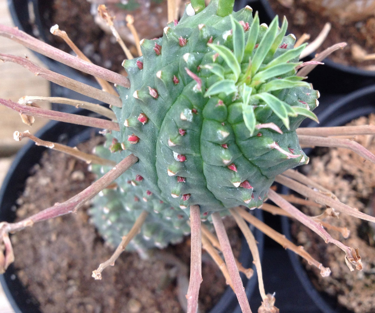 Euphorbia Spiralis Cactus Plant