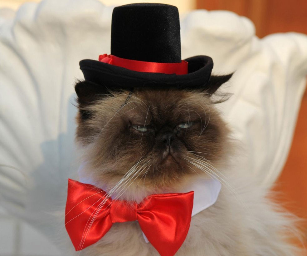 Fancy Cat Top Hat 1