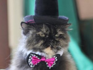 Fancy Cat Top Hat | Million Dollar Gift Ideas