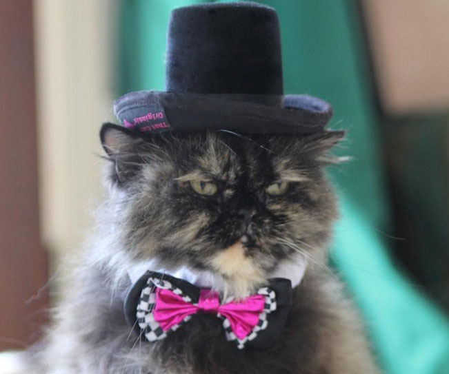 Fancy Cat Top Hat