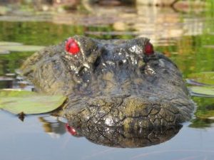 Floating Alligator Head Decoy | Million Dollar Gift Ideas
