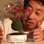 Floating Bonsai Tree 1