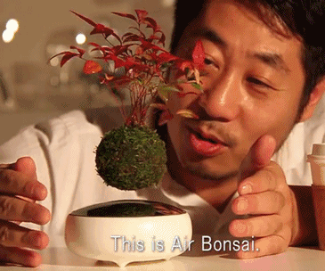 Floating Bonsai Tree 1
