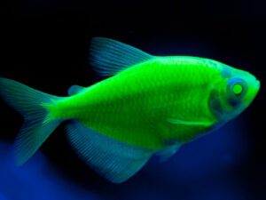 Glow In The Dark Fish 1