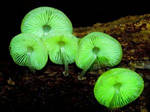 Glow In The Dark Mushrooms Kit | Million Dollar Gift Ideas