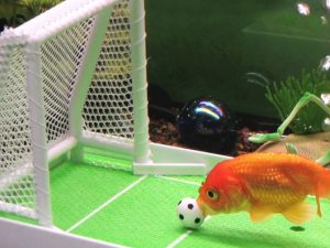Goldfish Soccer Game 1