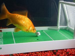 Goldfish Soccer Game | Million Dollar Gift Ideas