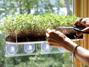 Grow And Serve Microgreen Kit | Million Dollar Gift Ideas