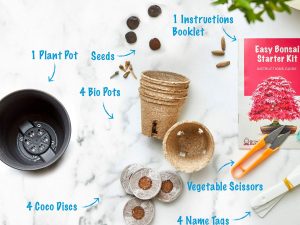 Grow Your Own Bonsai Tree Kit 1