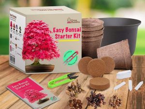 Grow Your Own Bonsai Tree Kit | Million Dollar Gift Ideas