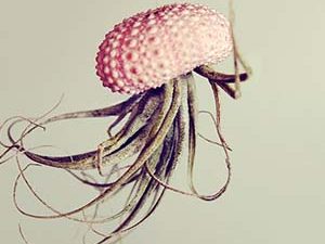 Hanging Jellyfish Plant 1